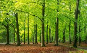 Forest and mining comparison